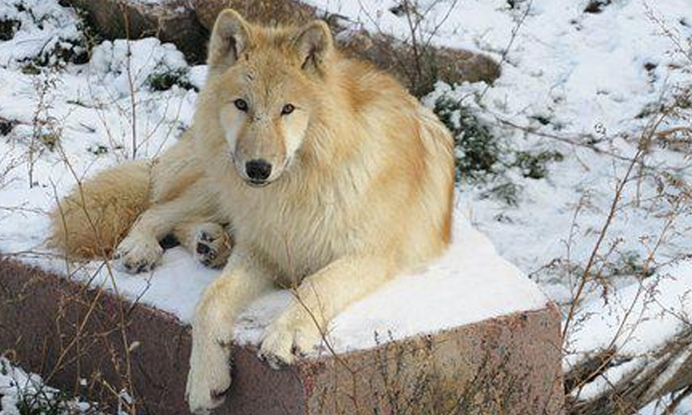 Nace en China el primer ejemplar clonado de lobo salvaje ártico