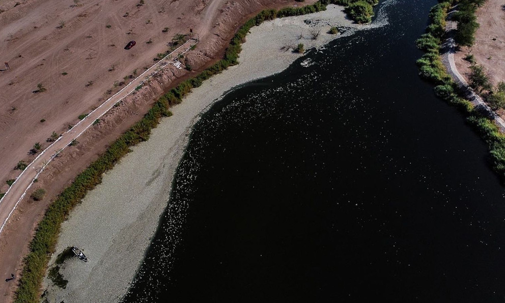 Encuentran Miles De Peces Muertos En Laguna De Mexicali