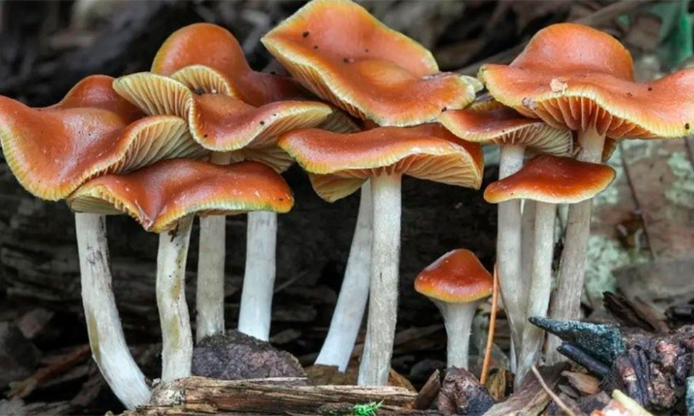 Hongos capturan un tercio de las emisiones globales de CO2