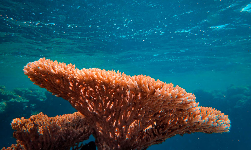 Descubren dos nuevos arrecifes de coral en aguas frías de las Islas