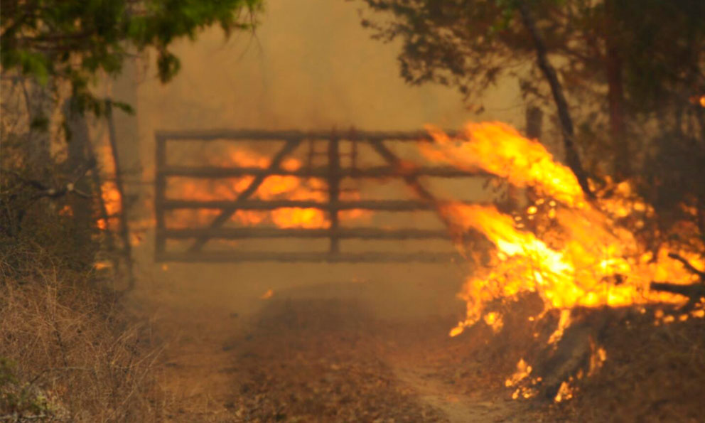 Incendios en Texas causa la muerte de miles de cabeza de ganado