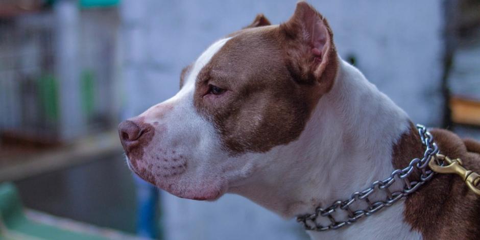 Muere niño tras ser atacado por sus perros Pitbull - Vimarsana News