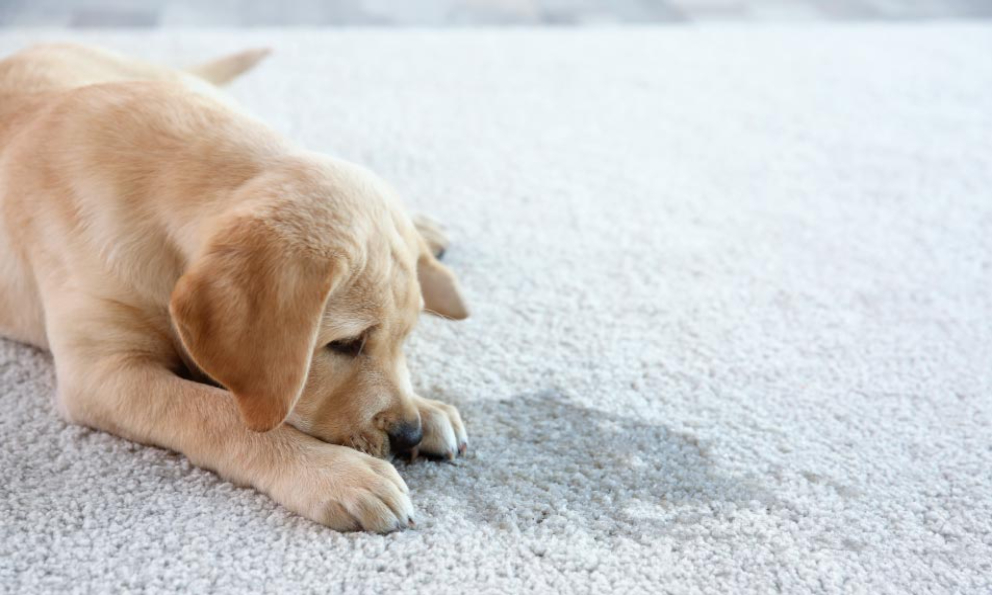 Envenenamiento masivo de perros genera indignación - Vimarsana News