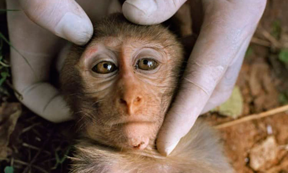 Declara Suecia viruela del mono como peligrosa