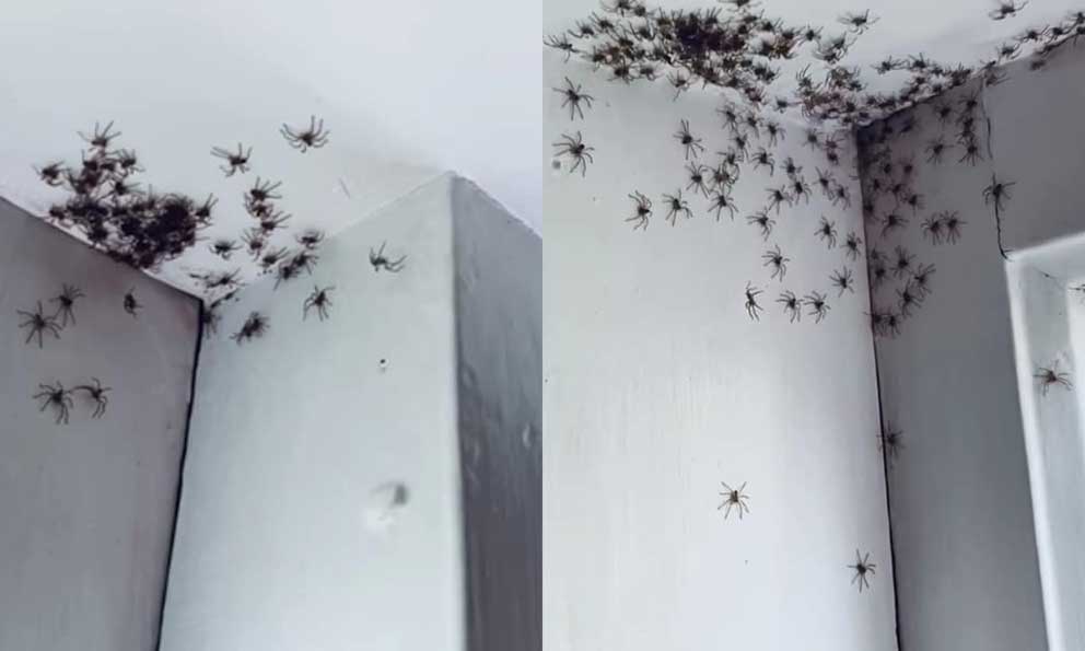 Arañas 'invaden' la habitación de una niña en Australia