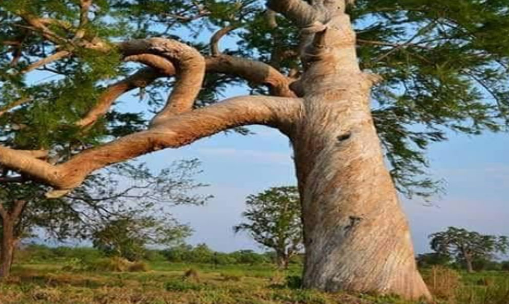 Peroles Los Peroles: naturaleza milenaria