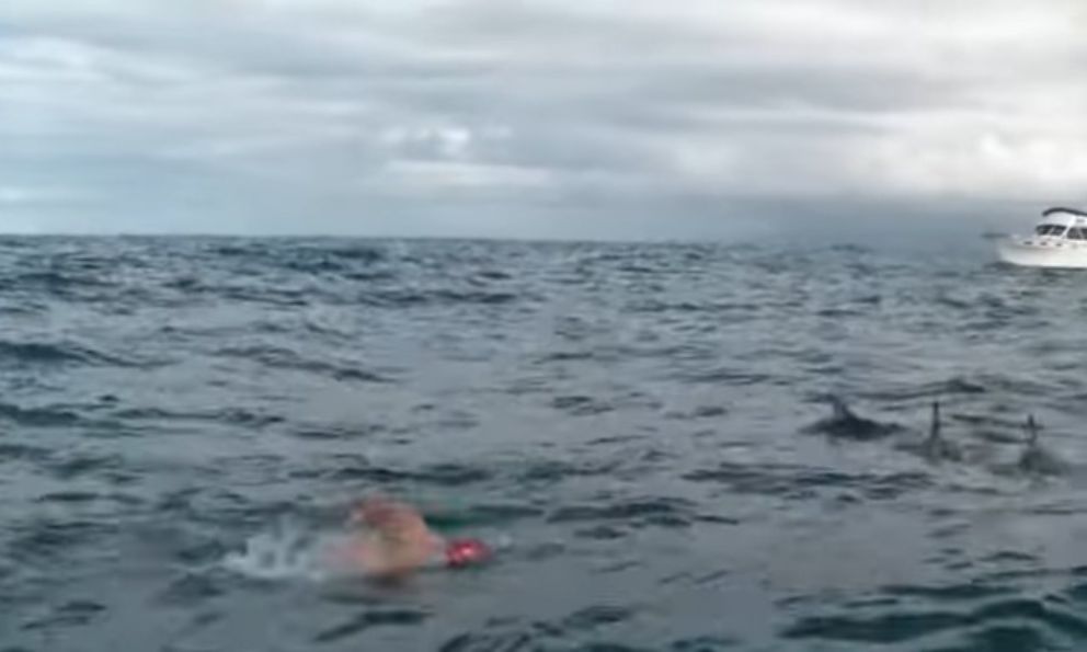 Manada de delfines cuida a nadador de tiburón