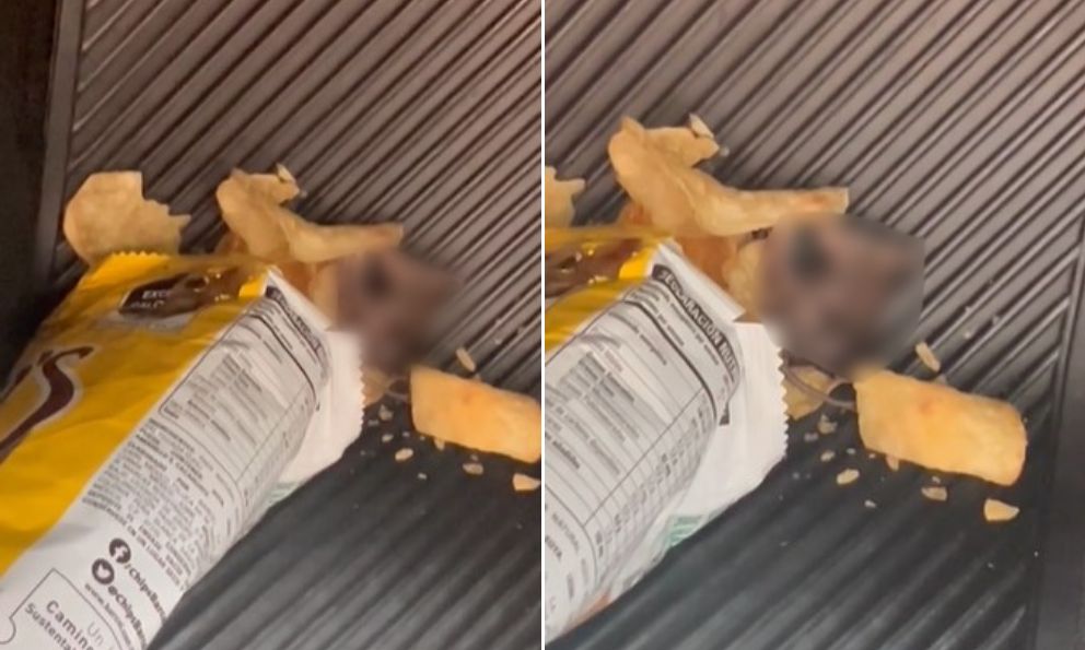 Compra bolsa de papitas y encuentra ratón muerto dentro de la envoltura
