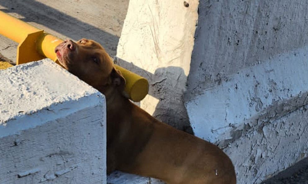 Policía vial rescata a perrito atrapado en rejilla en Salvador Nava 